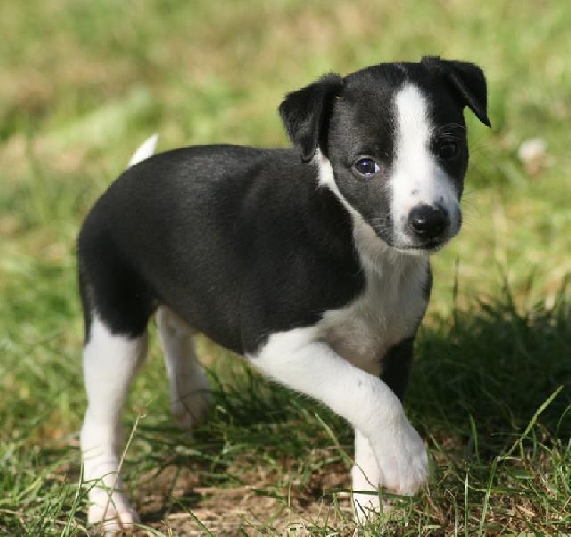 Fawenn de la Vallée des Whippets