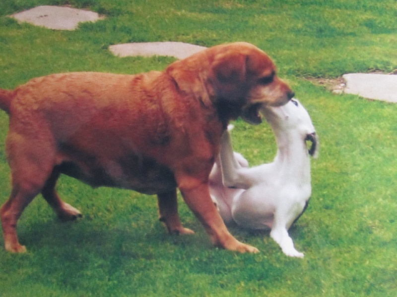 Les chiots de Fawenn dans leurs nouvelles familles