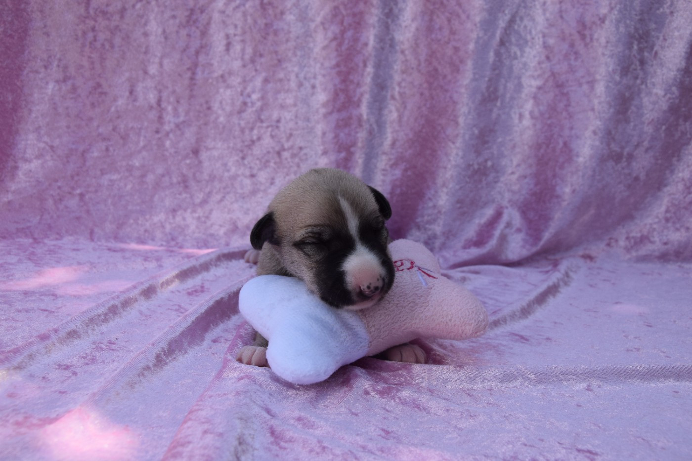 Du Jardin Secret D'elixir - Chiots disponibles - Whippet
