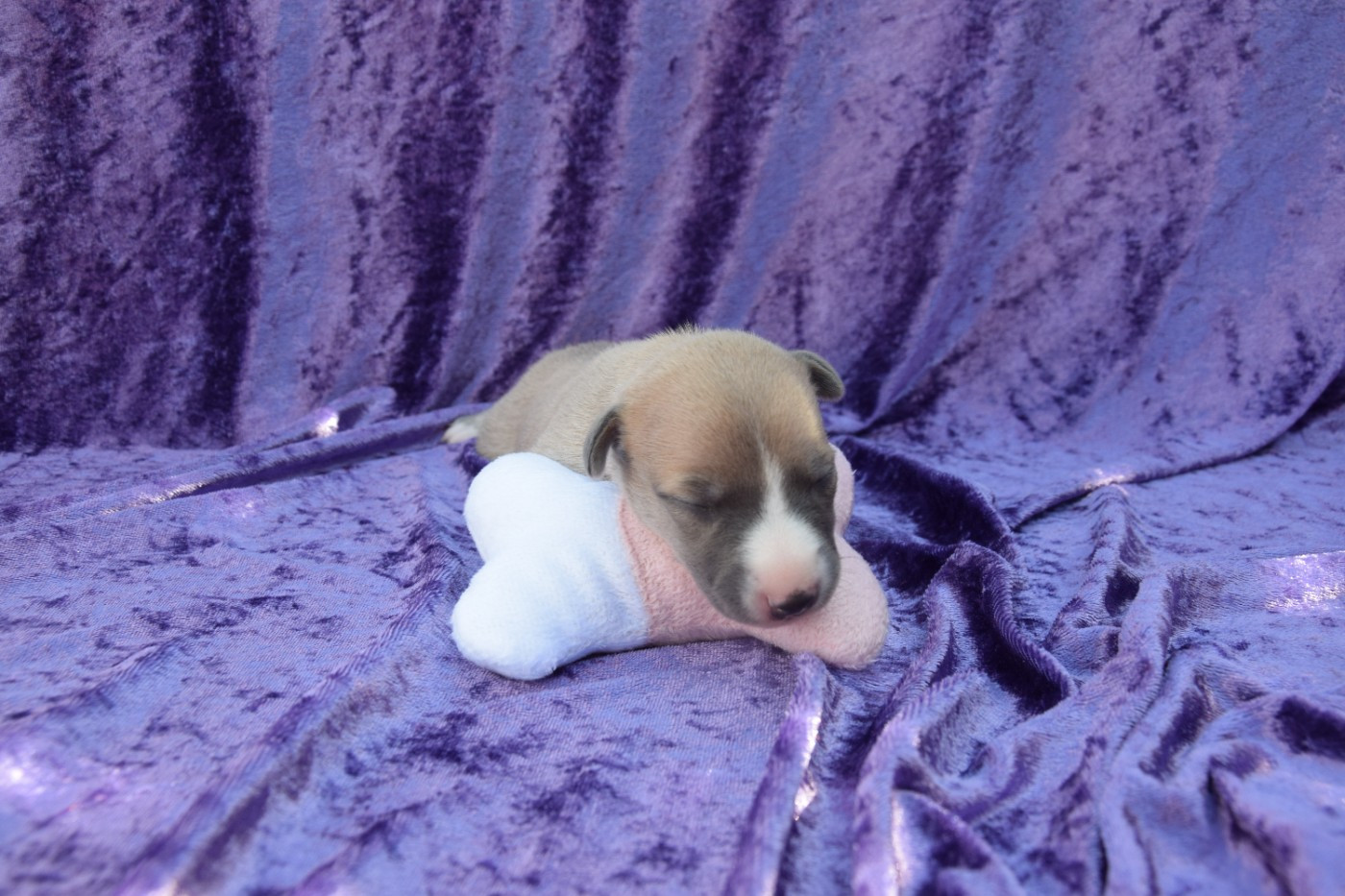 Du Jardin Secret D'elixir - Chiots disponibles - Whippet