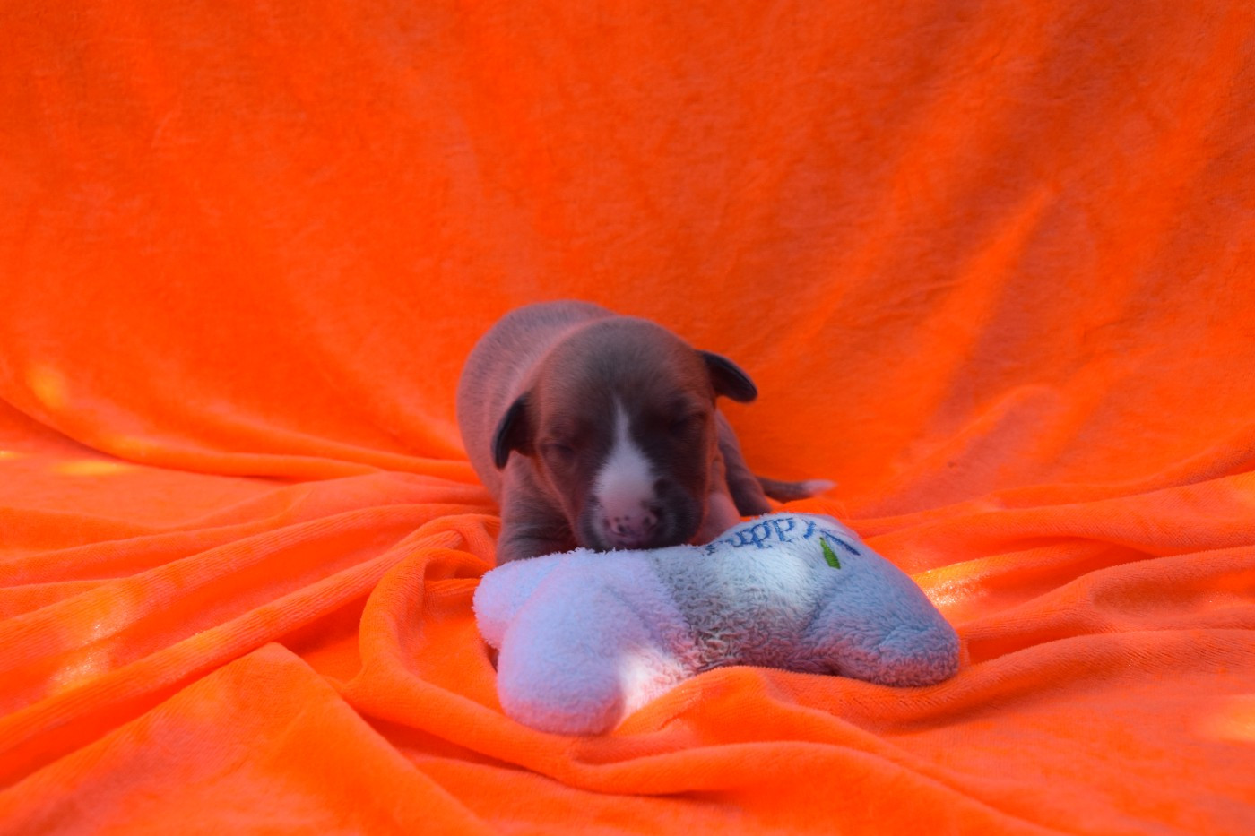 Du Jardin Secret D'elixir - Chiots disponibles - Whippet