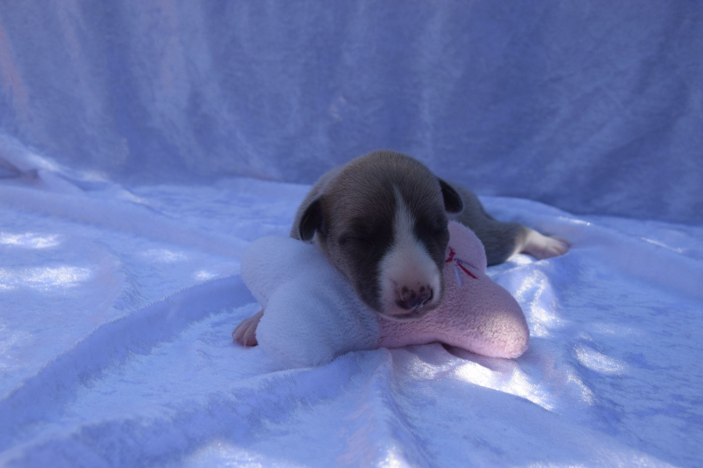 Du Jardin Secret D'elixir - Chiots disponibles - Whippet