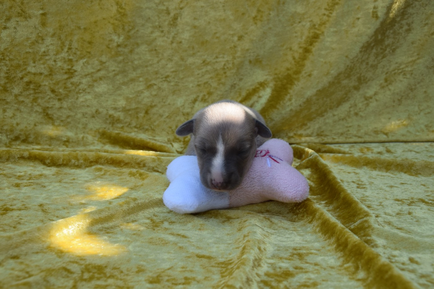 Du Jardin Secret D'elixir - Chiots disponibles - Whippet