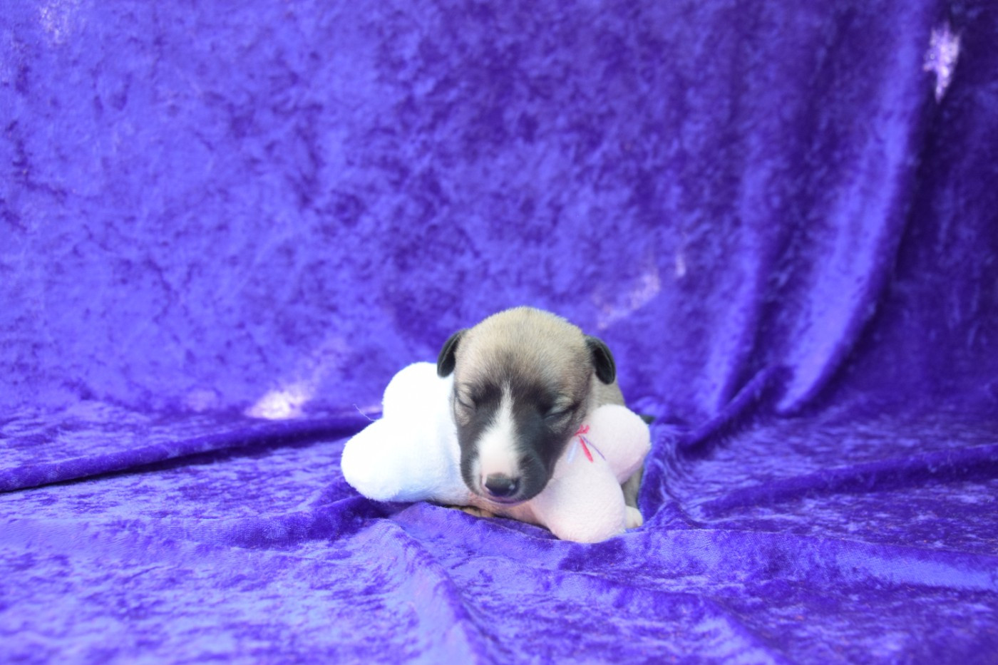 Du Jardin Secret D'elixir - Chiots disponibles - Whippet