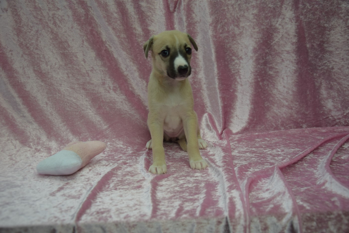 Du Jardin Secret D'elixir - Chiots disponibles - Whippet