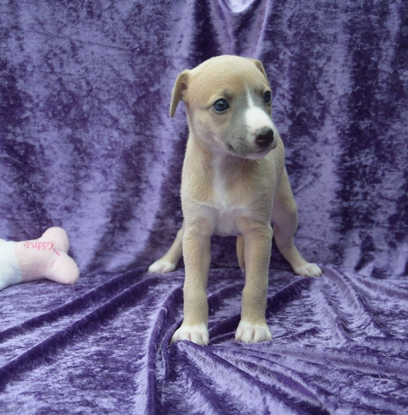 Du Jardin Secret D'elixir - Chiots disponibles - Whippet