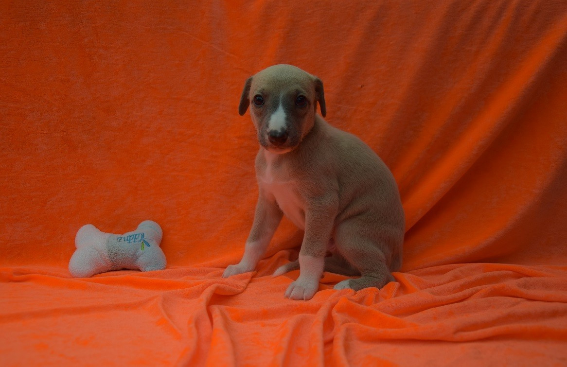 Du Jardin Secret D'elixir - Chiots disponibles - Whippet