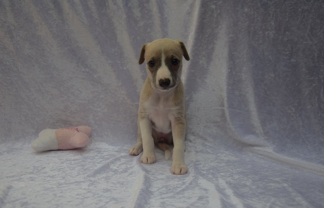 Du Jardin Secret D'elixir - Chiots disponibles - Whippet