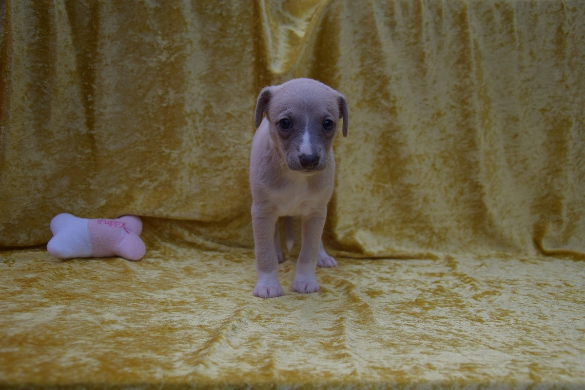 Du Jardin Secret D'elixir - Chiots disponibles - Whippet