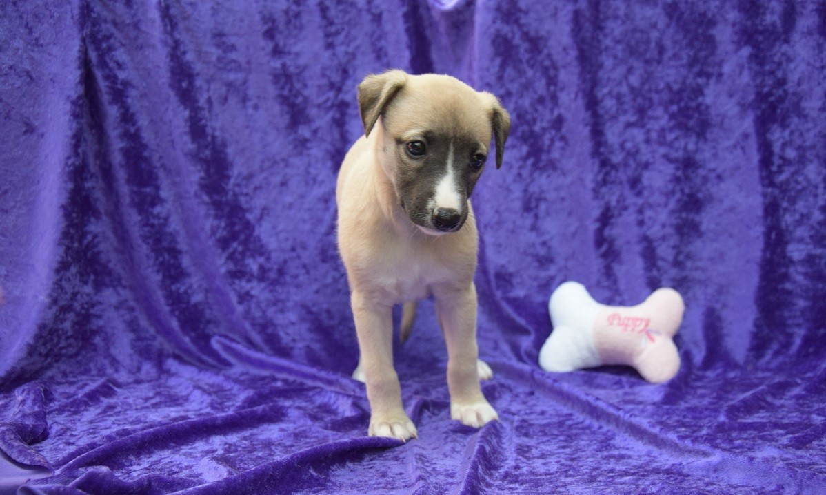 Du Jardin Secret D'elixir - Chiots disponibles - Whippet