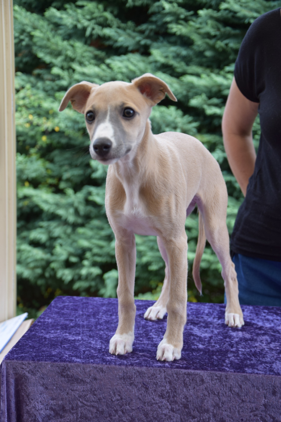 Du Jardin Secret D'elixir - Chiots disponibles - Whippet