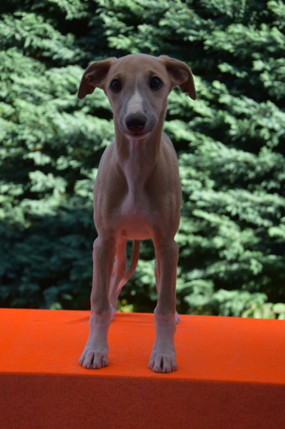 Du Jardin Secret D'elixir - Chiots disponibles - Whippet