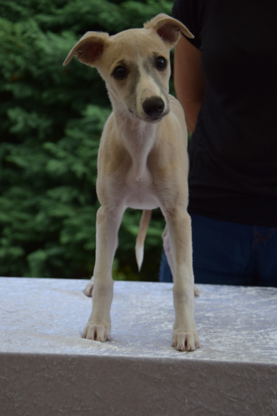 Du Jardin Secret D'elixir - Chiots disponibles - Whippet