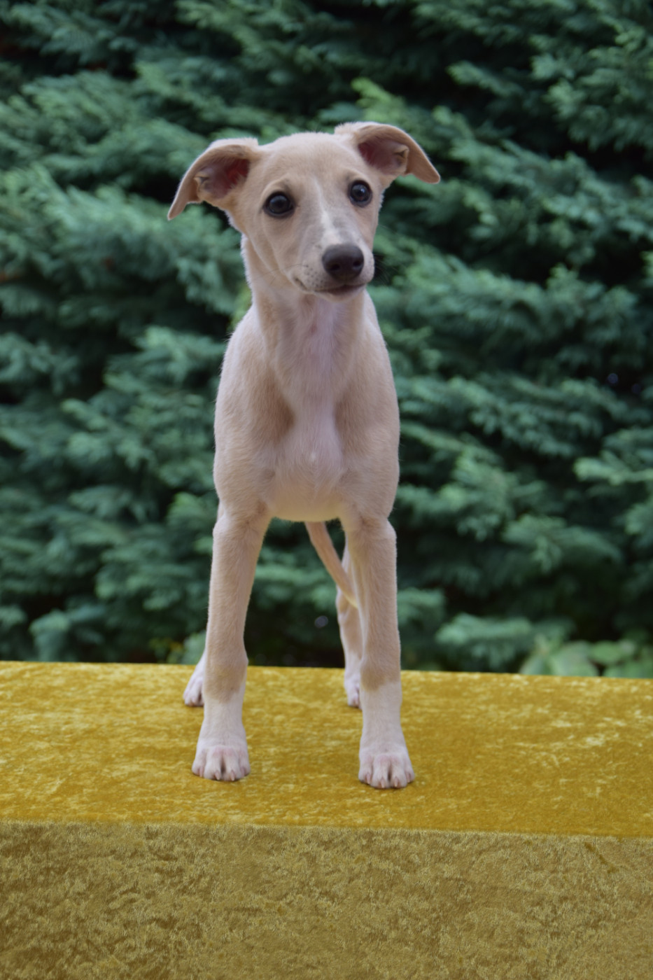 Du Jardin Secret D'elixir - Chiots disponibles - Whippet