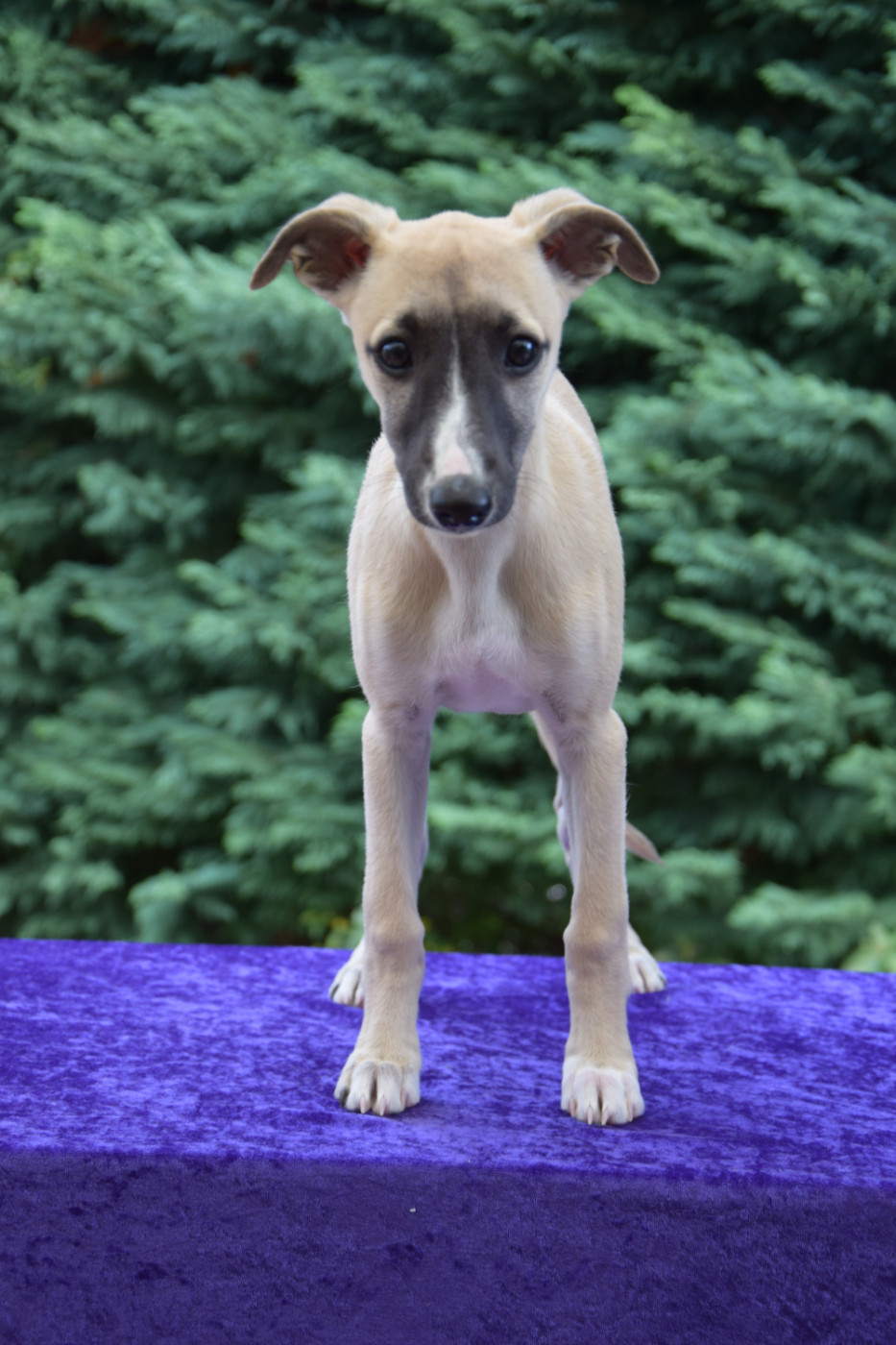 Du Jardin Secret D'elixir - Chiots disponibles - Whippet